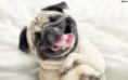 /album/fotogaleria/mops-usmev-172578-jpg/